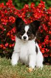 EPAGNEUL PAPILLON 009
